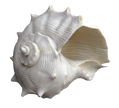 Fiji Shell Ornament