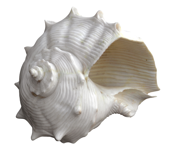 Fiji Shell Ornament