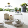 Glass Cloche w/ Gold Knob
