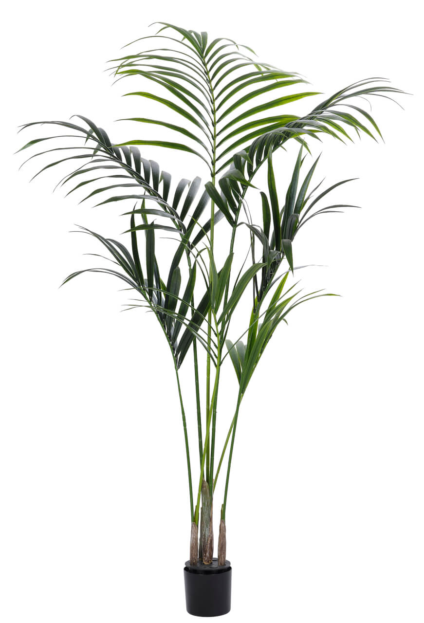 Outdoor Kentia Palm Tree