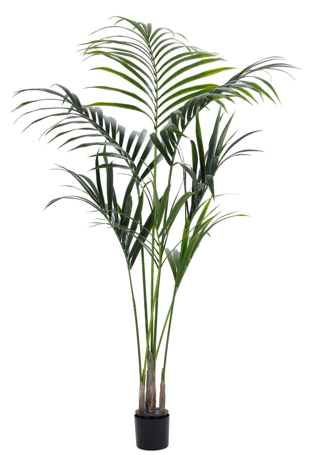Outdoor Kentia Palm Tree