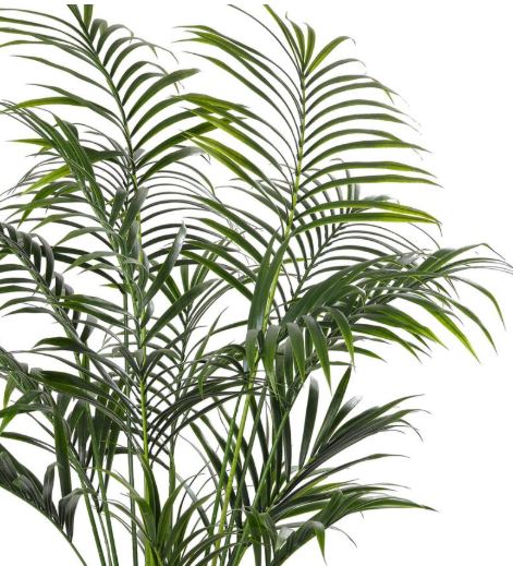 Kentia Faux Palm