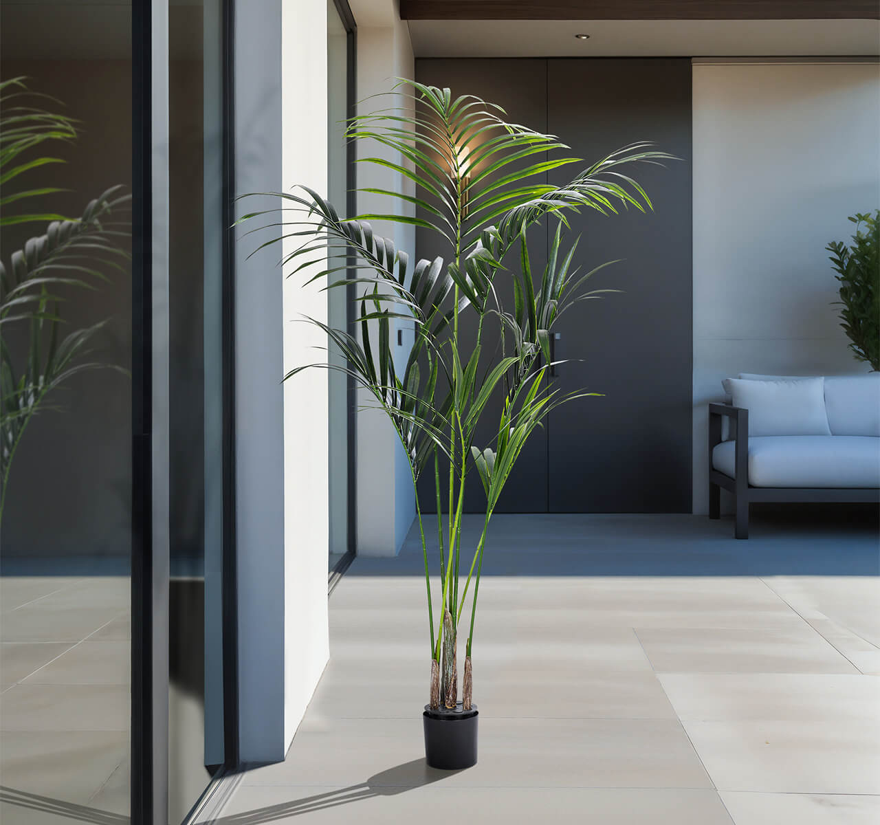 Outdoor Kentia Palm Tree