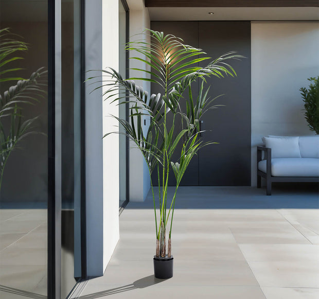 Outdoor Kentia Palm Tree