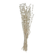Dried Natural Lions Tail Bunch