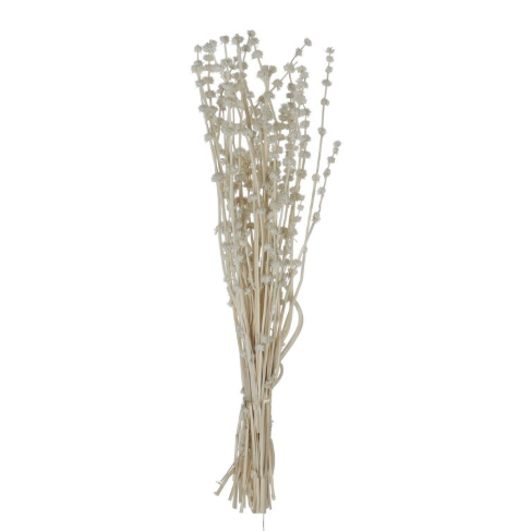 Dried Natural Lions Tail Bunch
