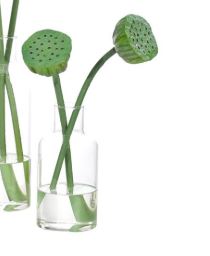 Lotus Pod Faux Plant - Small