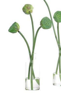 Lotus Pod Faux Plant - Medium