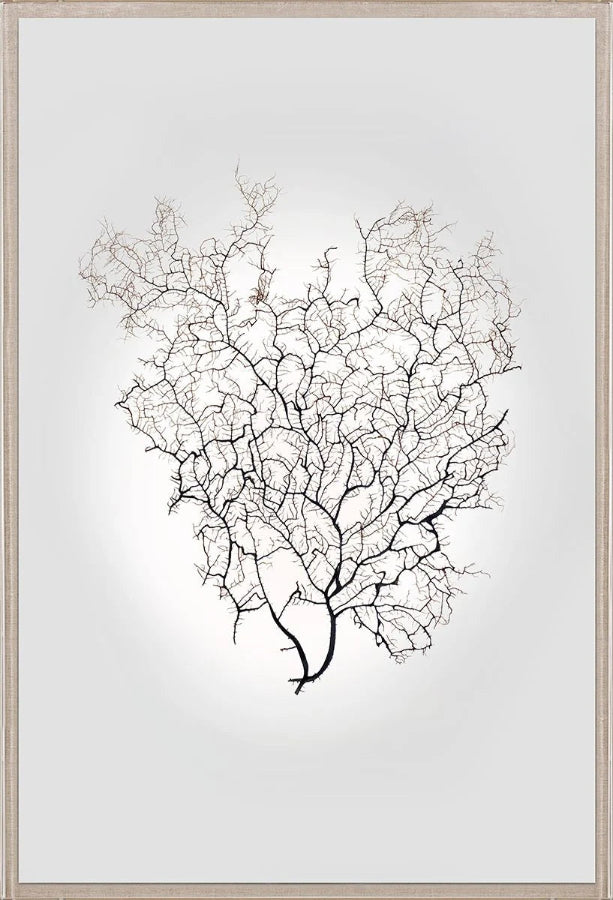 Nature Sea Fan III