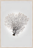 Nature Sea Fan IV