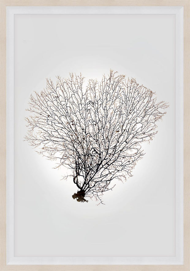 Nature Sea Fan IV