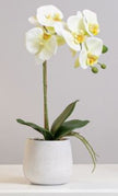 Phalaenopsis Potted 15