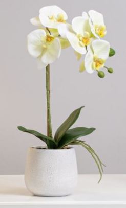 Phalaenopsis Potted 15" Single S