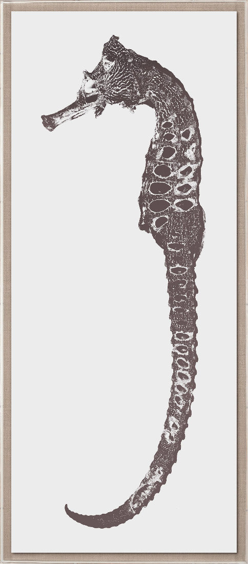 Rumana Seahorse II
