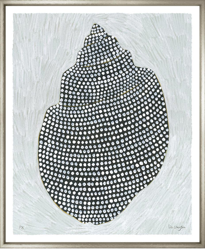 Shell Colleciton