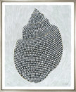 Shell Colleciton