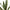Riviera Ceramic Potted Faux Snake Plant