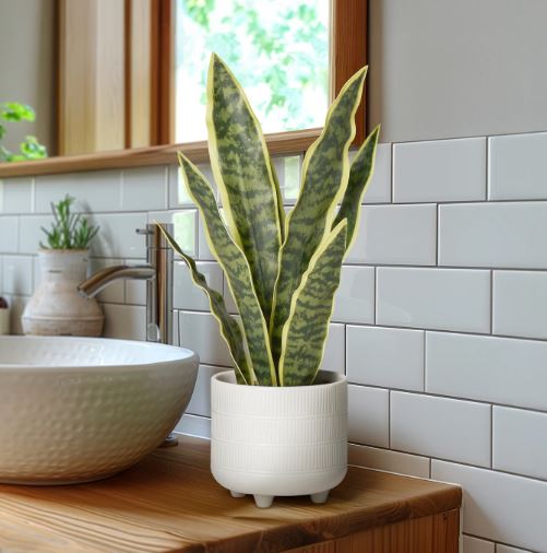 Riviera Ceramic Potted Faux Snake Plant