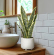 Riviera Ceramic Potted Faux Snake Plant