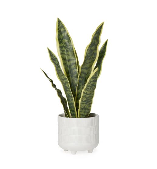 Riviera Ceramic Potted Faux Snake Plant