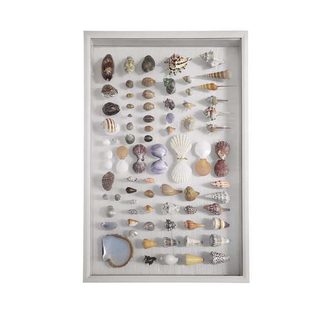 Large Tahiti Shell Collection