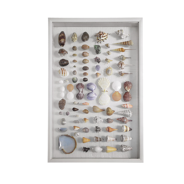 Large Tahiti Shell Collection