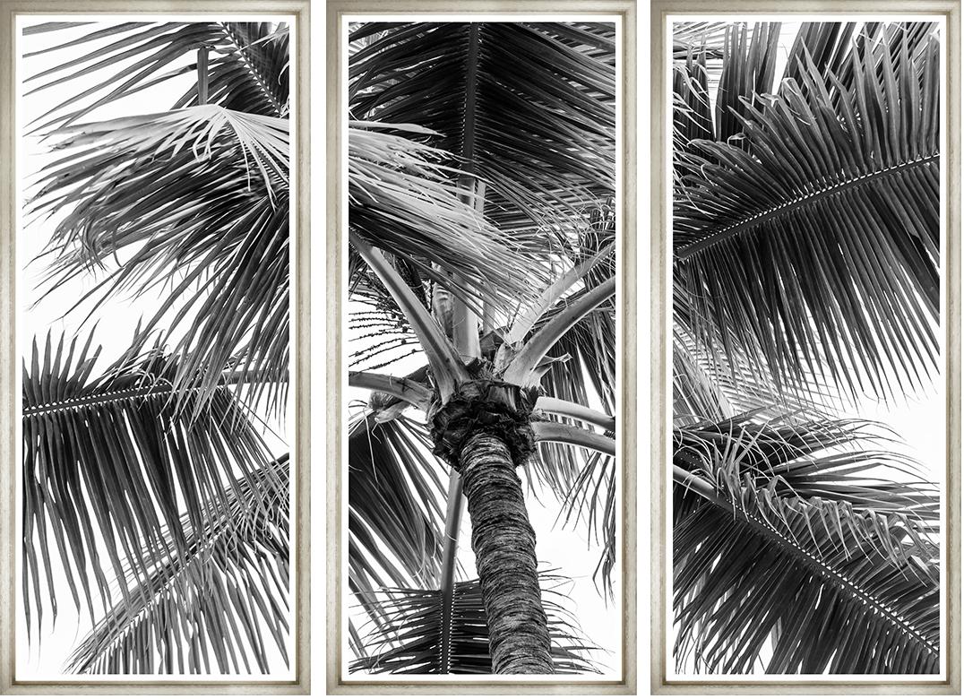 Black and White Palm
