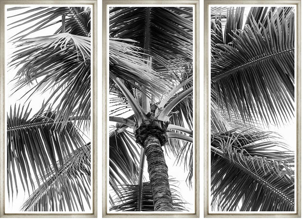 Black and White Palm