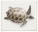 Turtle - Right Facing