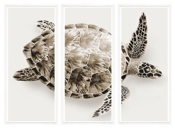 Turtle Triptych