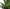 Faux Verdure Fern