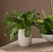 Faux Verdure Fern