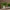Faux Verdure Fern